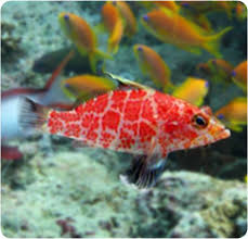 Geometric Hawkfish