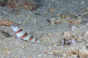 Steinitz Shrimp Goby