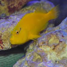 Golden HawkFish