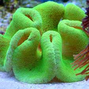 Green Carpet Anemone