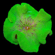 Green Carpet Anemone