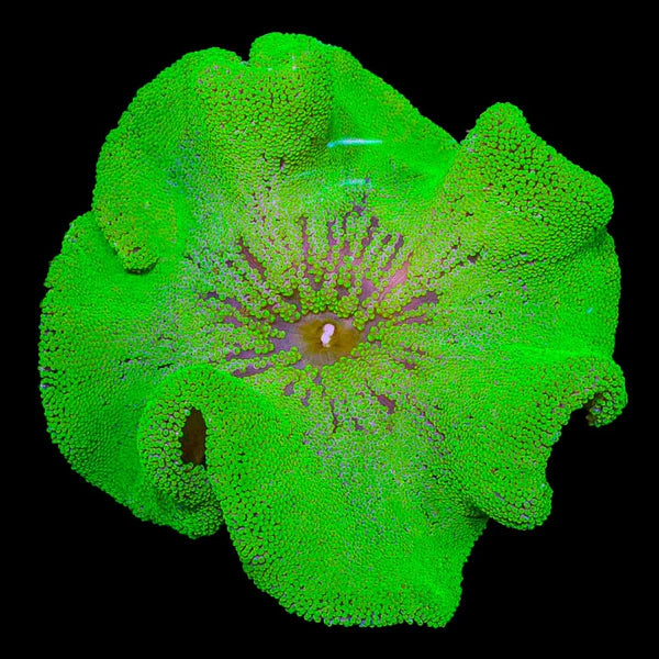 Green Carpet Anemone