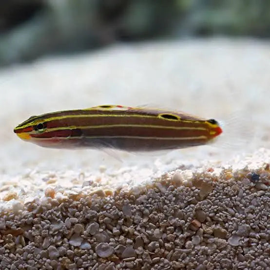 Hector Goby