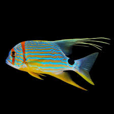 Hi-Fin Snapper