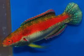 Katherines Wrasse