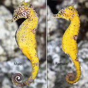 Seahorse