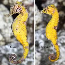 Seahorse
