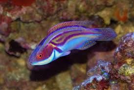 Laboute’s Fairy Wrasse