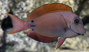 Lavender Tang