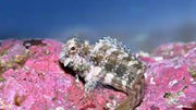 Lawnmower Algae Blenny