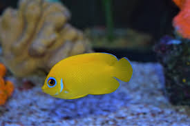 Lemon Peel Dwarf Angel