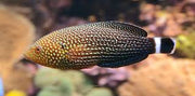 Lined Tamarin Wrasse