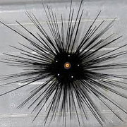 Long Spiney Urchin