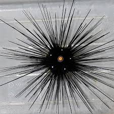 Long Spiney Urchin