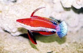 Longfin fairy wrasse