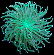 Long Tentacle Anemone