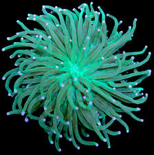 Long Tentacle Anemone