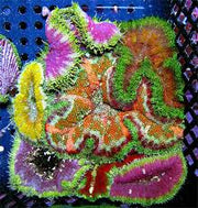 Maxi Mini Carpet Anemone