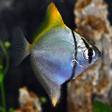 Mono Fish