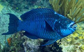MidNight ParrotFish