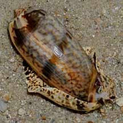 Olive Snail