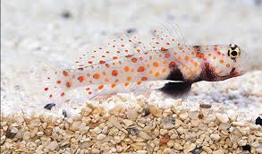 Orange Spot Goby