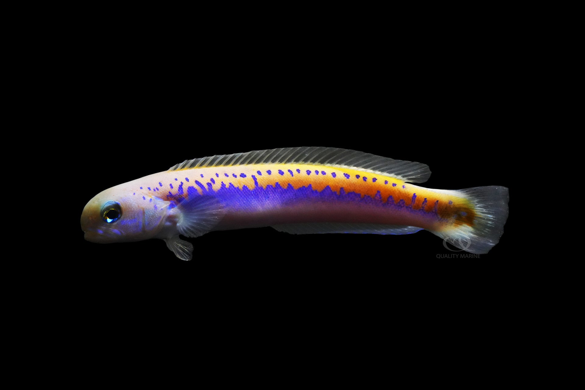 Oreni Tilefish