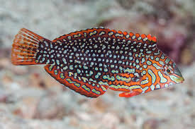 Ornate Leopard Wrasse