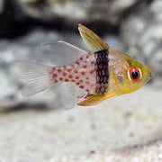 Pajama Cardinal Fish