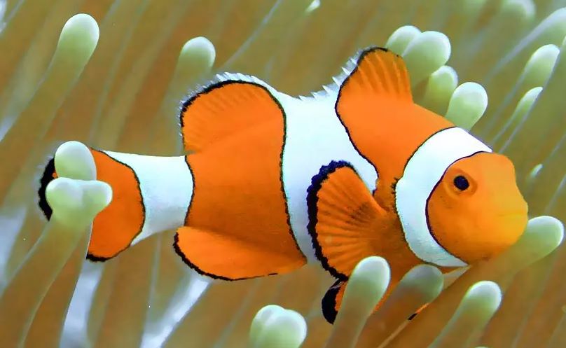 True Percula Clownfish