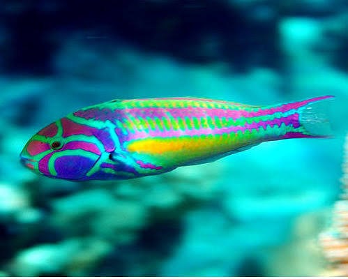 Pink Face Wrasse