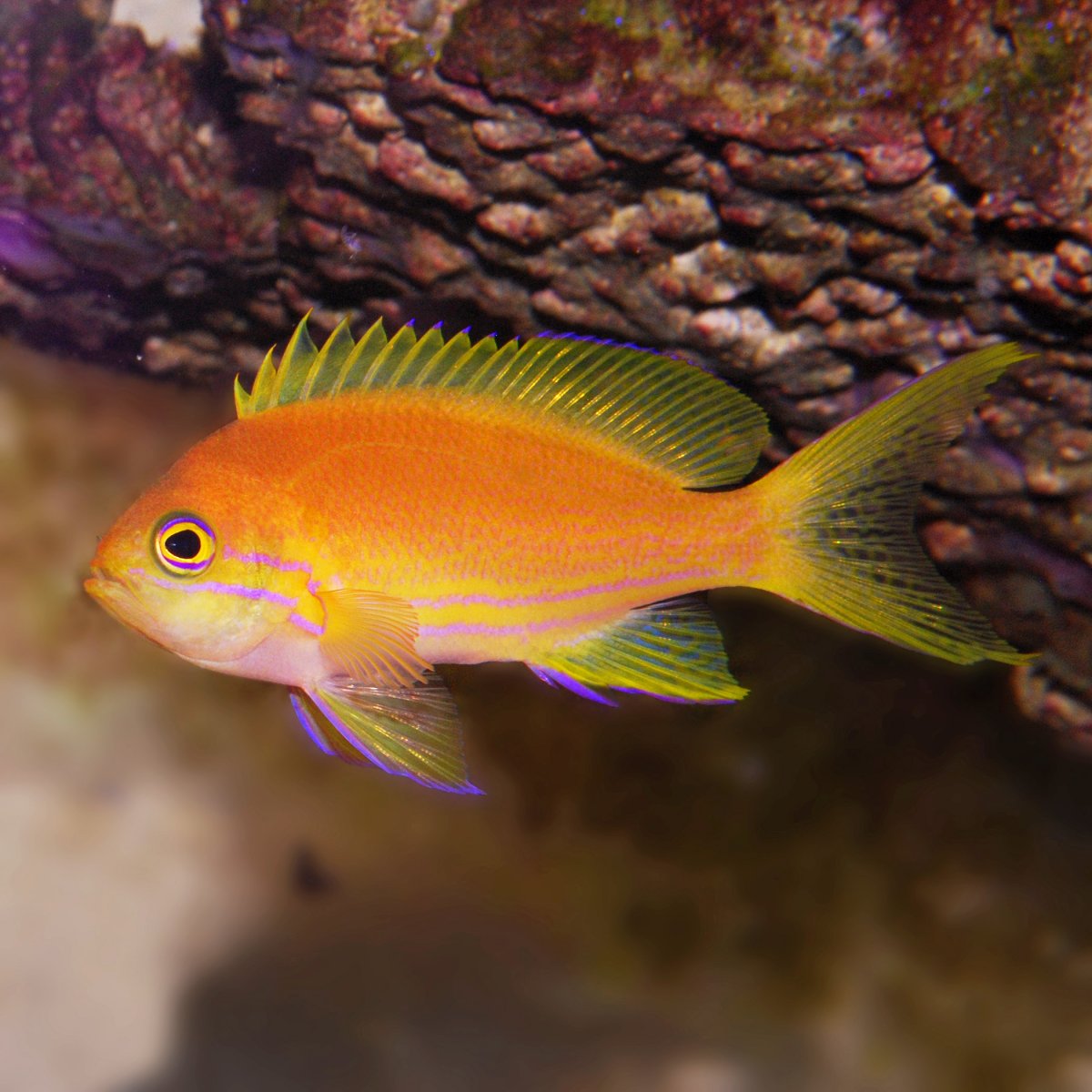 Anthias