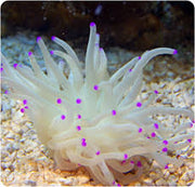 Pink tip Anemone