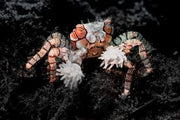 Pom Pom Crab