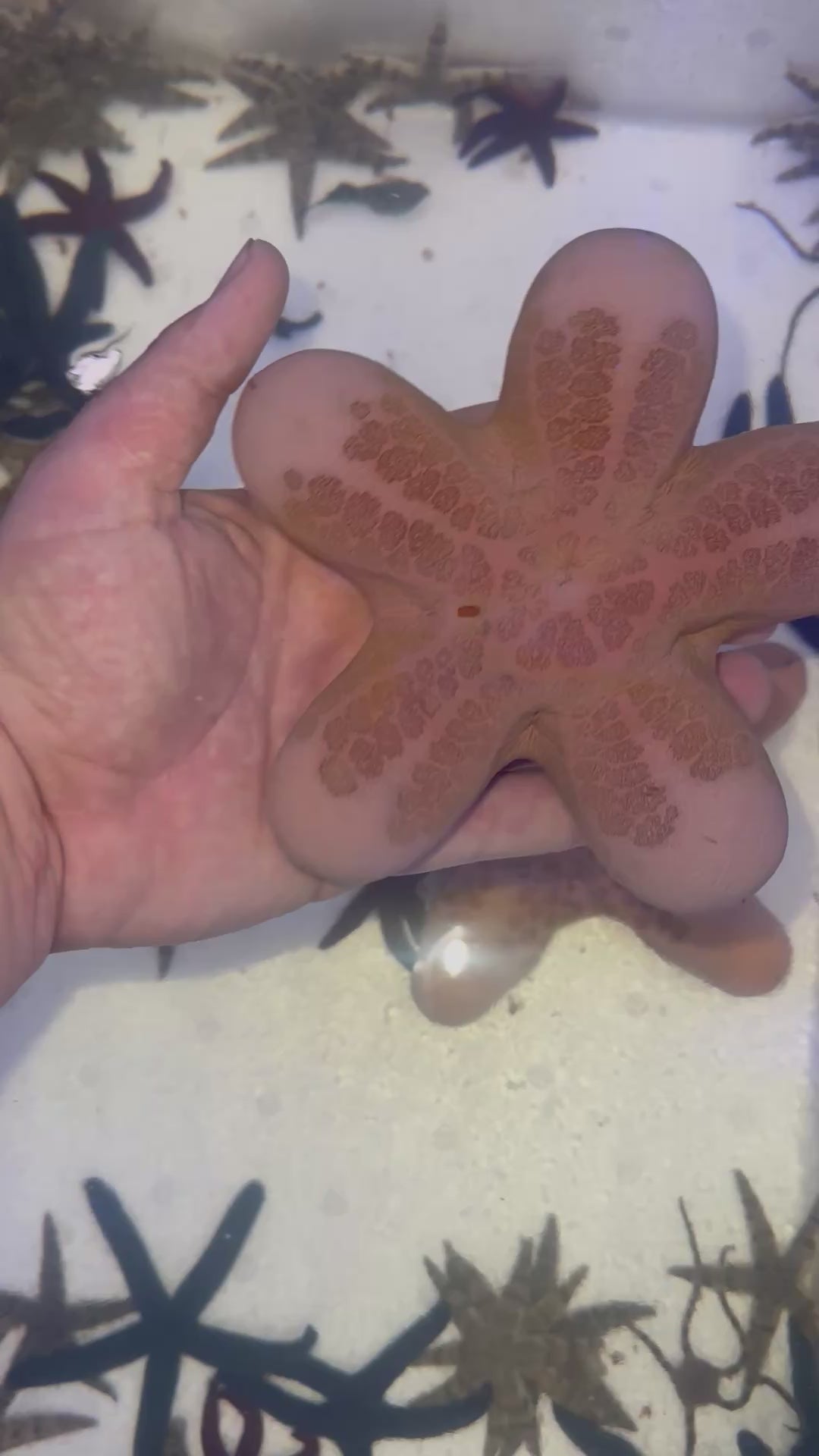Load video: Granulated Starfish