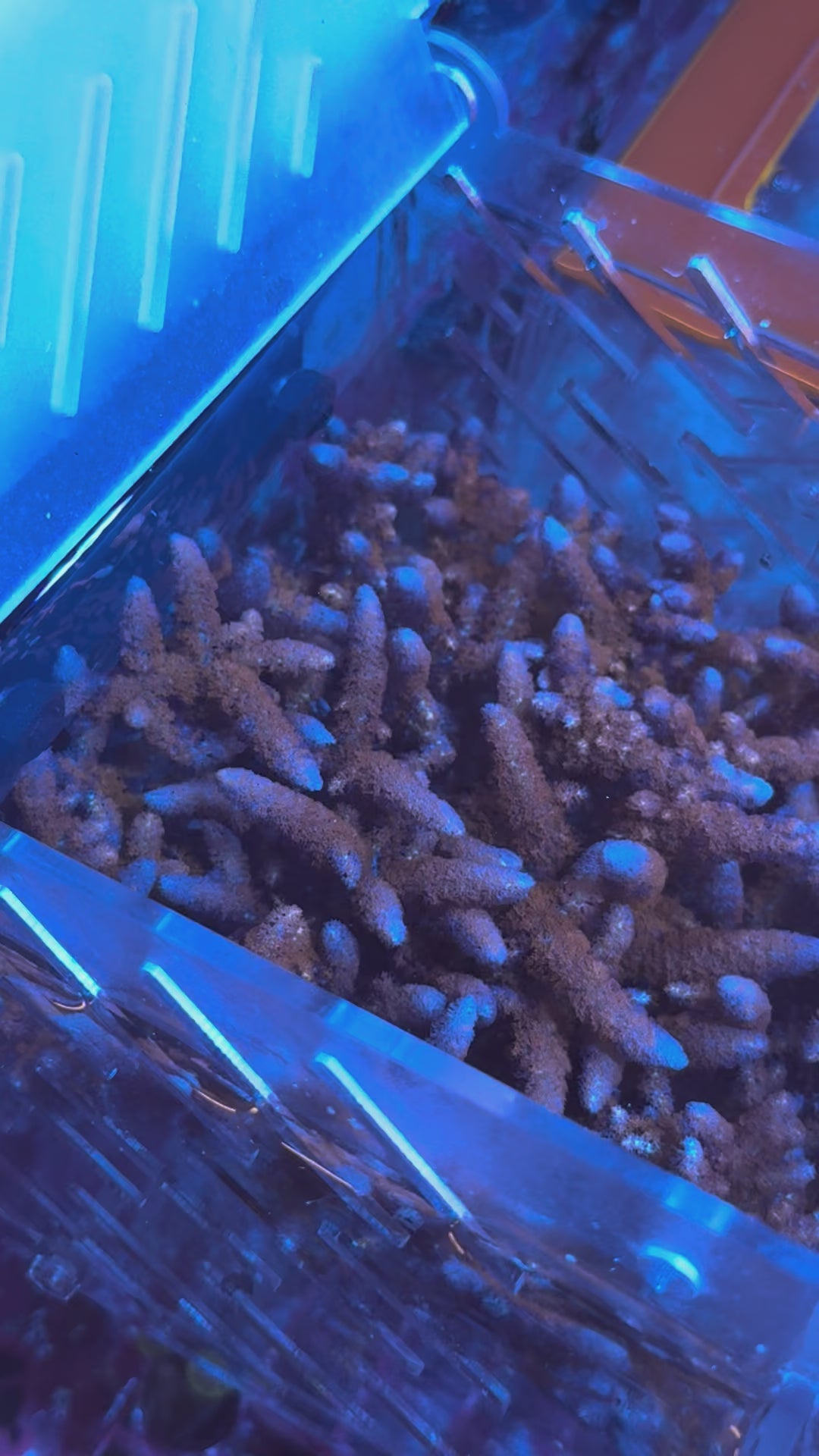 Load video: Hell Fire Anemone