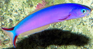 purple tilefish