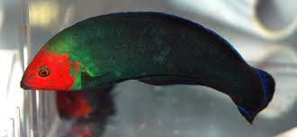 Red Head Wrasse