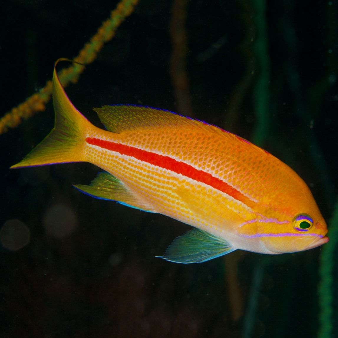 Red Stripe Anthias