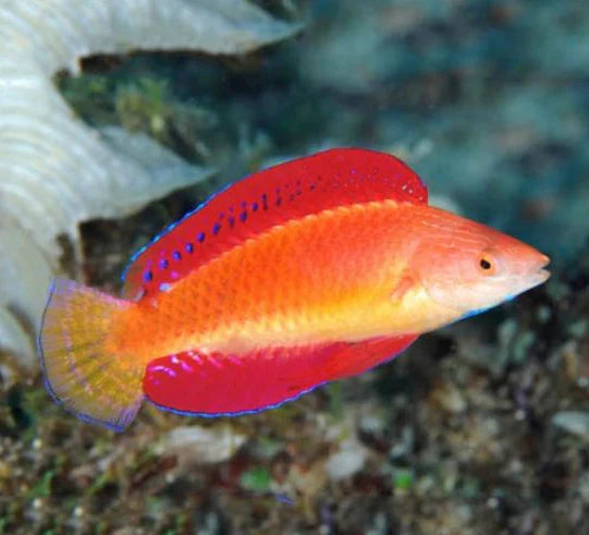 Red Fin Wrasse