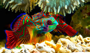 Red Mandarin Goby