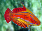 Red Tail Flasher Wrasse
