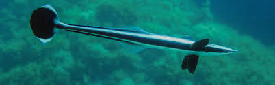 Remora Shark Sucker