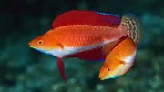 Ruby Red Wrasse