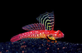 ruby red dragonette