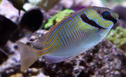 Scribbled Rabbit Fish
