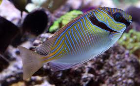 Scribbled RabbitFish