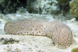 sea cucumber small