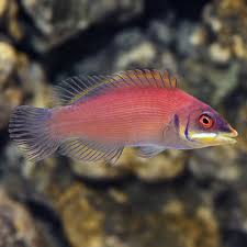 Sectretive Wrasse