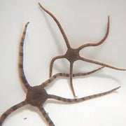 serpent starfish